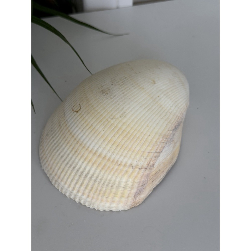 Large 6" Clam Shell Coastal Beach Decor Ocean Seashell Specimen